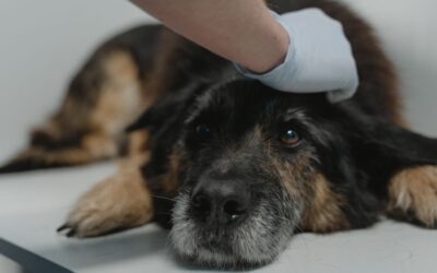 Comunicare lesioni complesse in ambito veterinario